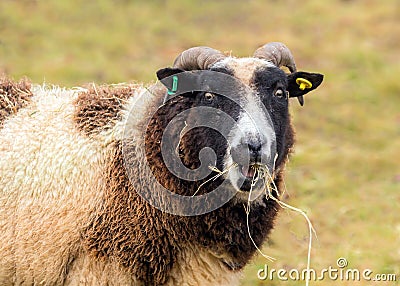 Jacob Sheep - Ovis aries feeding on hay. Stock Photo