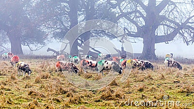 Jacob Sheep - Ovis aries on a foggy day in late autumn.. Stock Photo