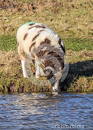 Jacob Sheep - Ovis aries having a drink. Stock Photo