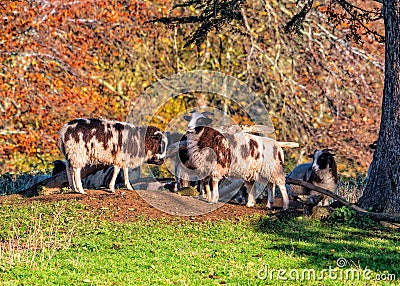 Jacob Sheep - Ovis aries, resting on a sunny autumn day. Stock Photo