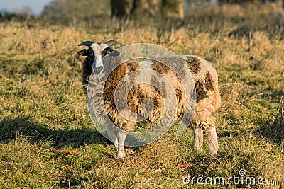 Jacob Sheep - Ovis aries Standing and Looking. Stock Photo