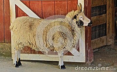 Jacob Sheep Stock Photo