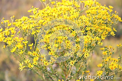 Jacobaea vulgaris ragwort poisonous herbaceous field meadow perennial dangerous plant with yellow flowers of the aster Stock Photo