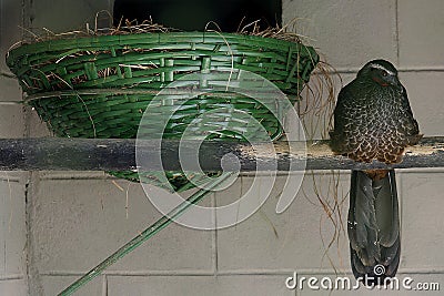 Jacupemba, brazilian bird Stock Photo