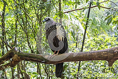 Jacutinga, Parque das Aves, Foz do Iguacu, Brazil. Stock Photo