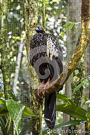 Jacutinga, Parque das Aves, Foz do Iguacu, Brazil. Stock Photo