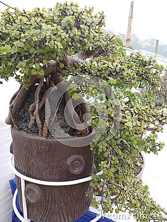 Jade plant with bonsai pot Stock Photo