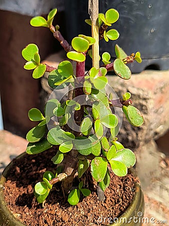 Jade Plant, a demanding ornamental plant Stock Photo