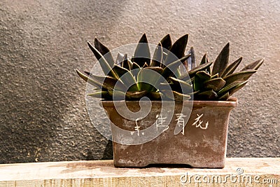 Jade plant on elegant bonsai pot Stock Photo