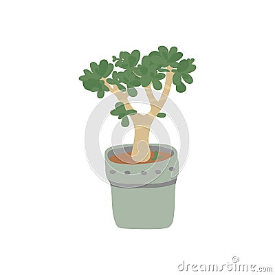 Jade Plant . Pot plant. Houseplant isolated on white background. Vector illustration in hand drawn flat Cartoon Illustration