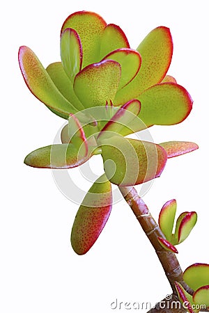 Jade Plant with Red Tips Stock Photo