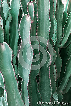 Jade Tiger Euphorbia Trigona cactus brushwood growing in city. Tropical nature greenery background. Urban jungle concept Stock Photo