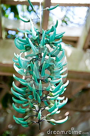 Jade vine Stock Photo