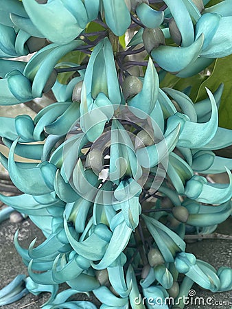 Jade vine with Jade vine is known for its spectacular blooms Stock Photo