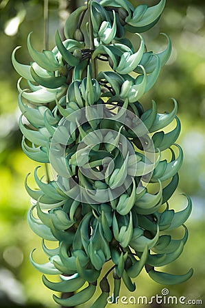 Jade Vine Plant; Strongylodon Macrobotrys Stock Photo