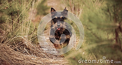 Jagdterrier Stock Photo