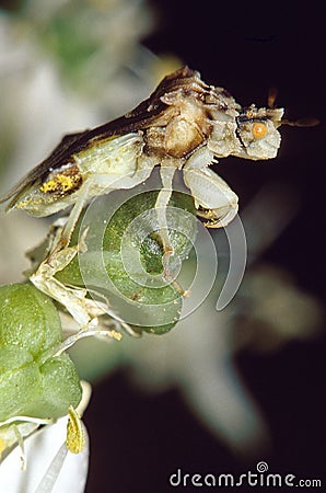 Jagged Ambush Bug Stock Photo