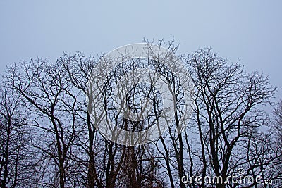 Bare winter tree crowns on light grey sky Stock Photo