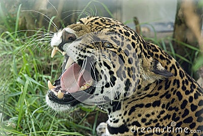 Jaguar Stock Photo