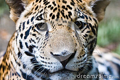 Jaguar Stock Photo