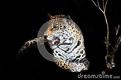 Jaguar Stock Photo