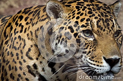 Jaguar Stock Photo