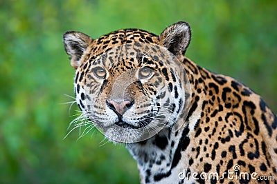 Jaguar Stock Photo