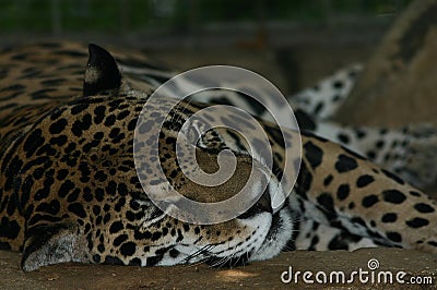 Jaguar Stock Photo