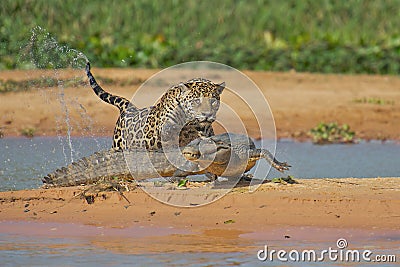 Jaguar attacking cayman Stock Photo