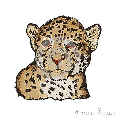 Jaguar baby tabby portrait closeup of animal isolated sketch. Panthera carnivore fauna. Wildlife of South America big mammal with Cartoon Illustration