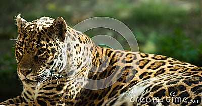 Jaguar Stock Photo