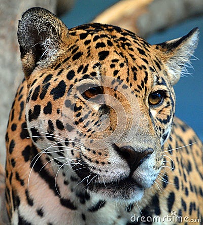 Jaguar is a cat, a feline in the Panthera genus only extant Stock Photo