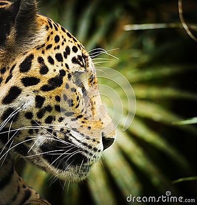 Jaguar Cat Profile Stock Photo