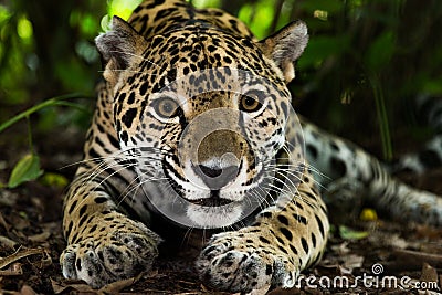 Jaguar closeup in jungle Stock Photo