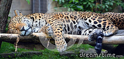 Jaguar cub Stock Photo