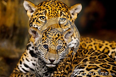 Jaguar Cubs Stock Photo