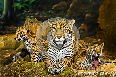 Jaguar Cubs Stock Photo