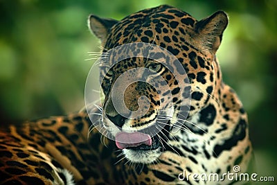 Jaguar. Detail head portrait of wild cat. Big animal in the nature habitat. Jaguar in Costa Rica tropic forest. Stock Photo