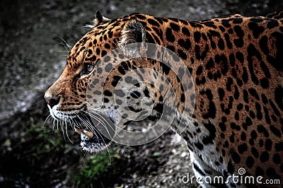 Jaguar HDR side profile Stock Photo