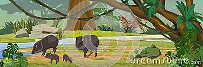 The jaguar hunts for the Peccari family. the jungle A tropical forest. Rainforests of Amazonia. Vector Illustration