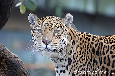 Jaguar Stock Photo