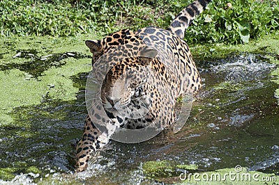 Jaguar Stock Photo