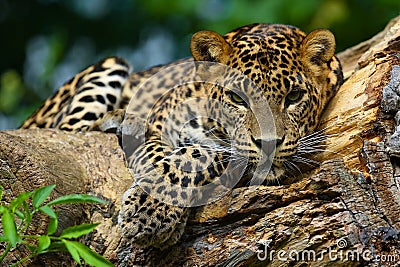 The jaguar lies on a tree. Stock Photo