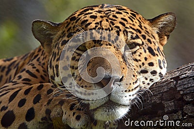 Jaguar Stock Photo