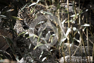 Jaguar lying behind grass. spotted fur, camouflaged lurking. The big cat is a predator Stock Photo