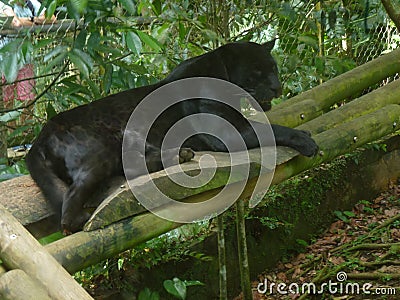 A jaguar lying down Stock Photo