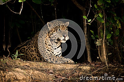 Jaguar lying on earth bank in trees Stock Photo