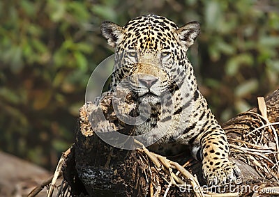 Jaguar lying on a fallen tree Stock Photo