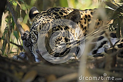 Jaguar Lying on the Ground Stock Photo