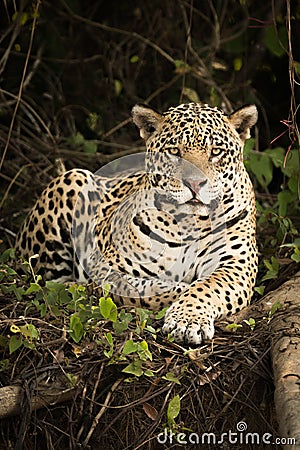 Jaguar lying by log in dense forest Stock Photo